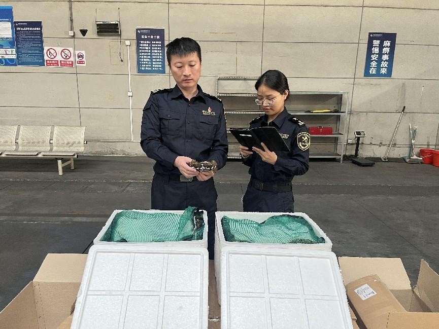 無錫航空貨運助力大閘蟹“飛向”全球 單日4噸創今年蟹類“出海”新高